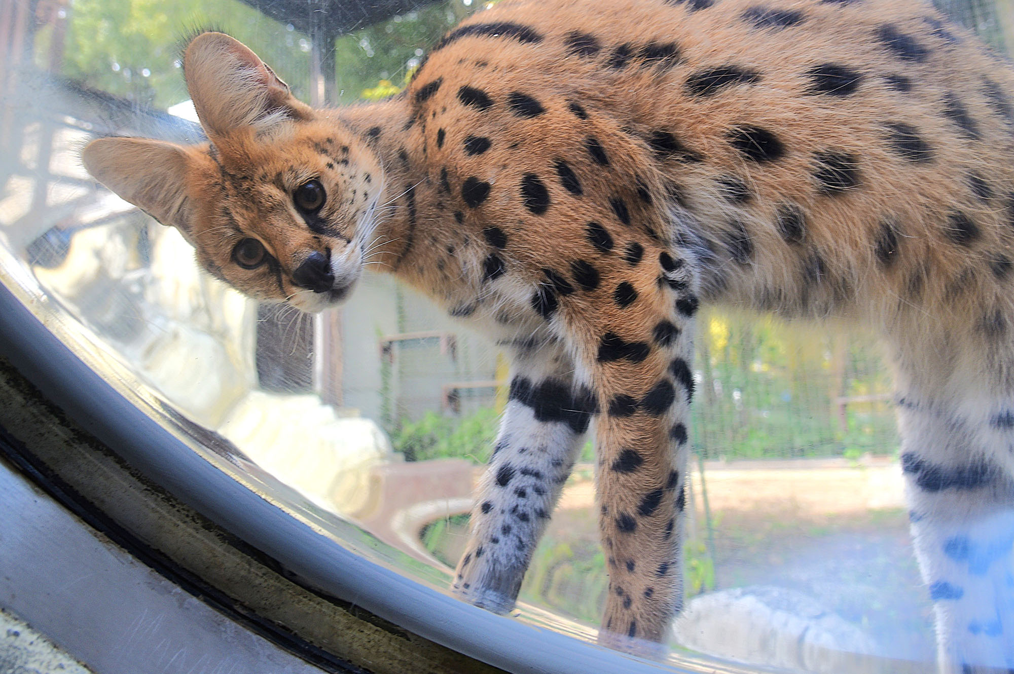 企業版ふるさと納税