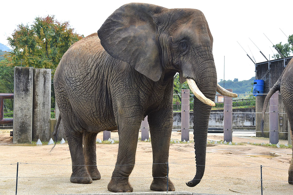 サポーター制度